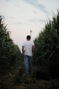 Man walking through row of corn